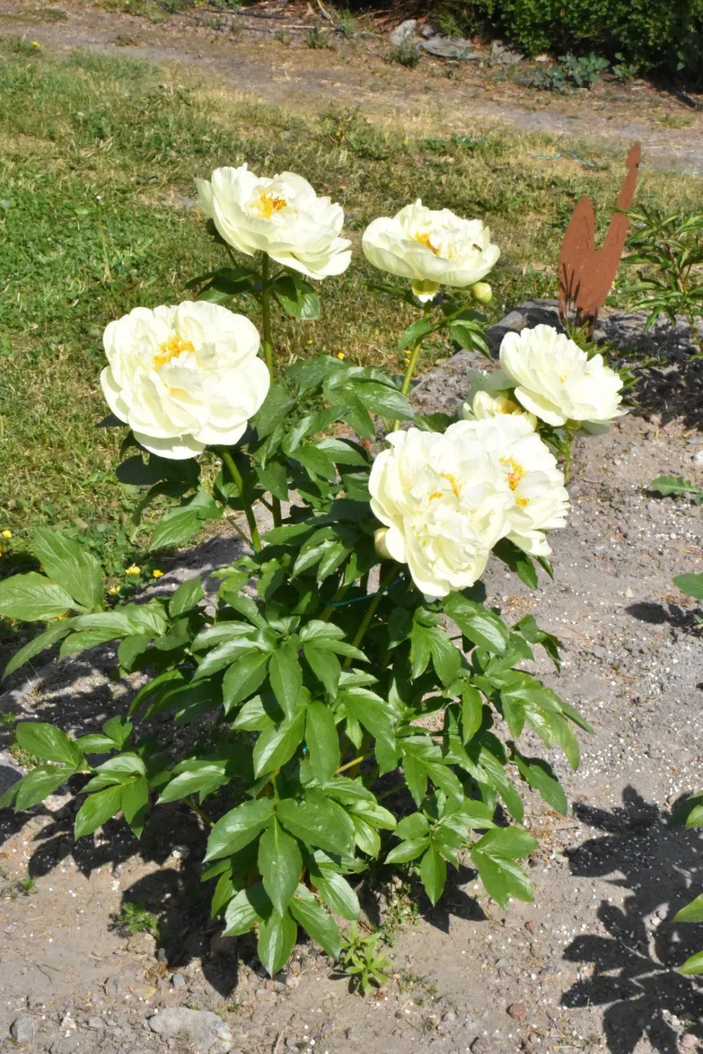 Lemon Chiffon - Image 5