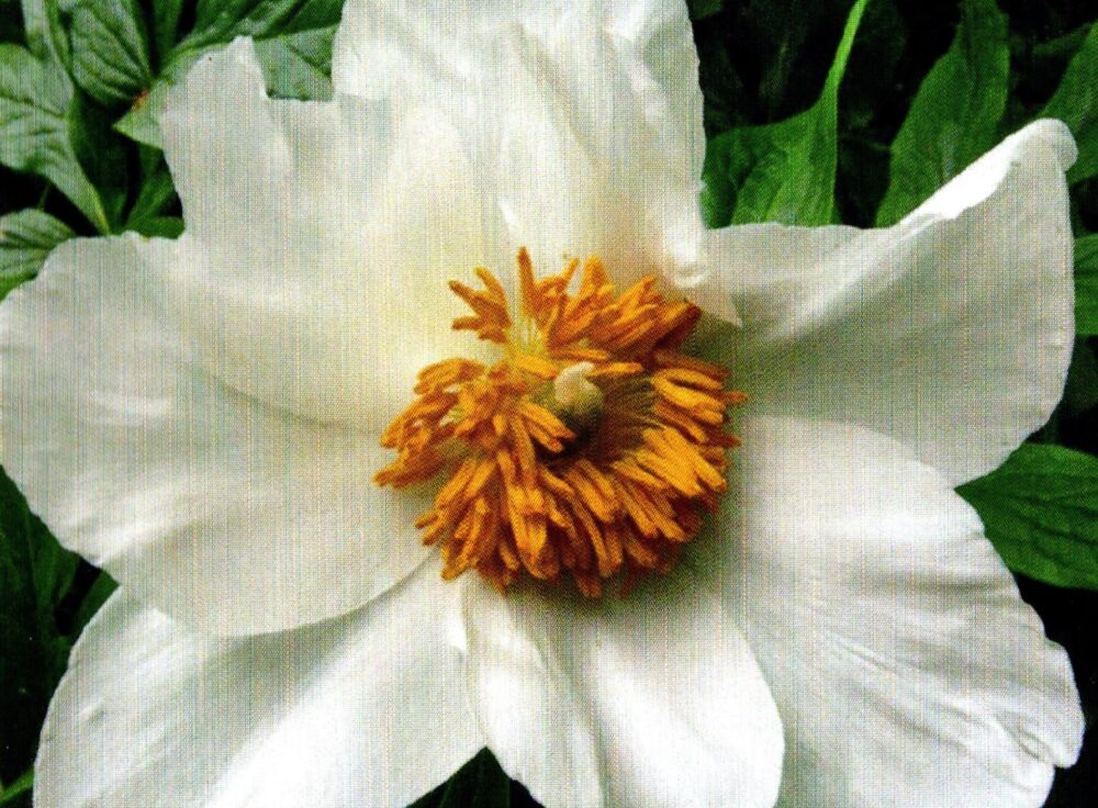P. emodi hybrid