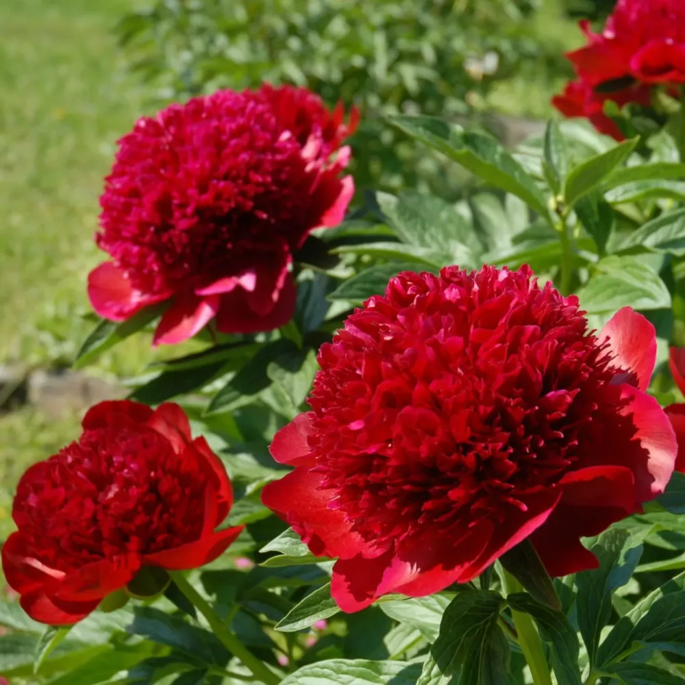 Red Charm - Image 4