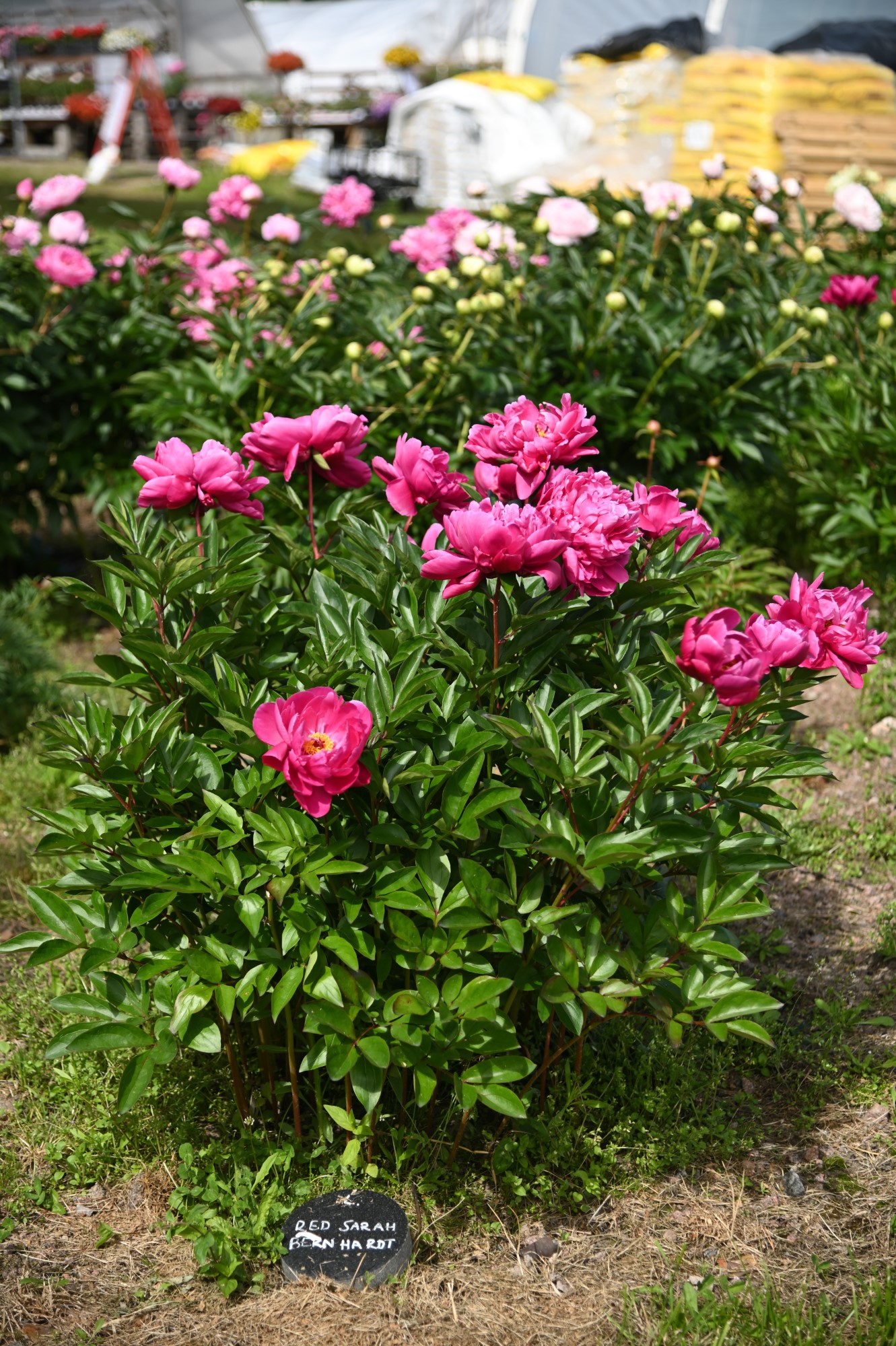 Red Sarah Bernhard - Image 12