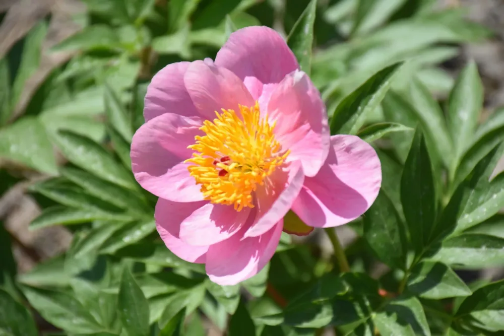 Roselette - Image 6