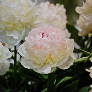 Madame de Verneville