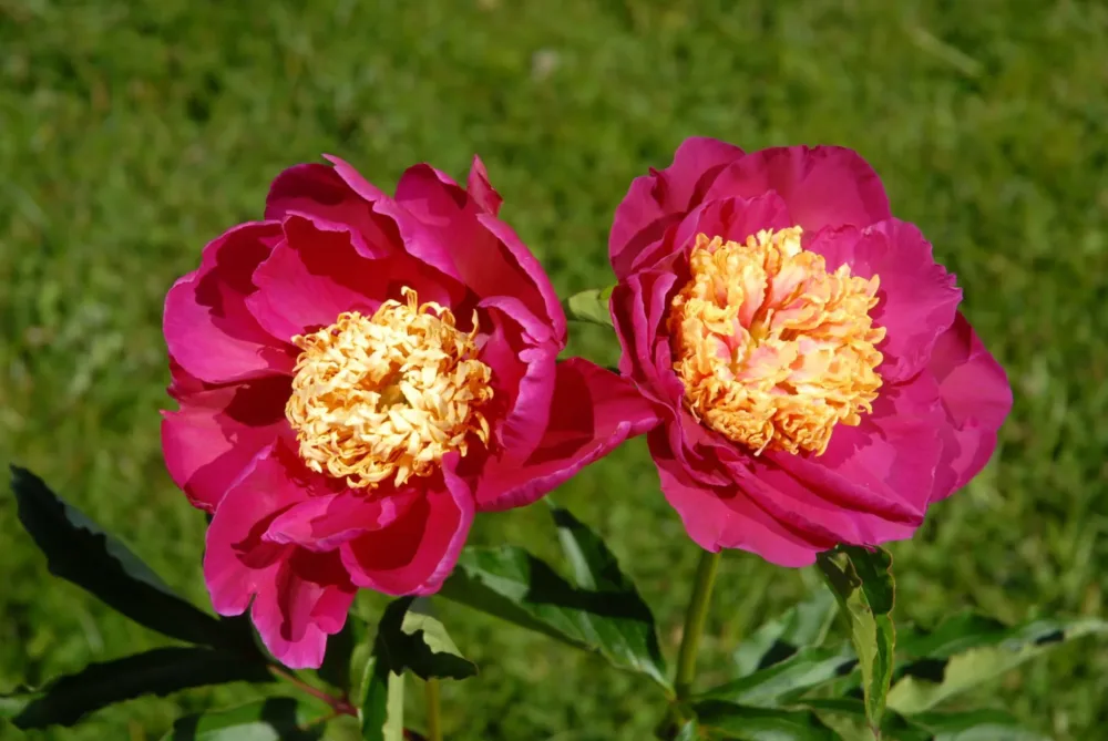 Niemcewicz - Image 2