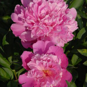 Edulis Superba