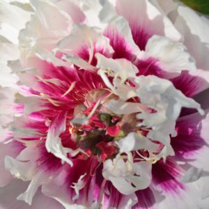 Rosy Prospects (Raggedy Ann)