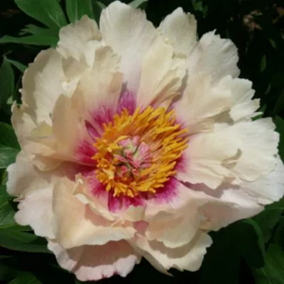 Queen of Hearts - Image 2