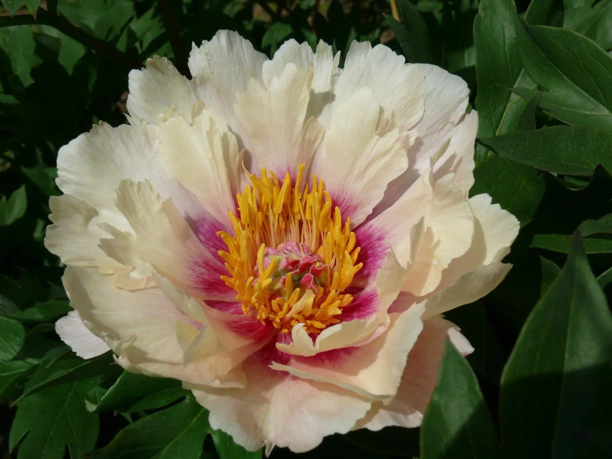 Queen of Hearts - Image 5