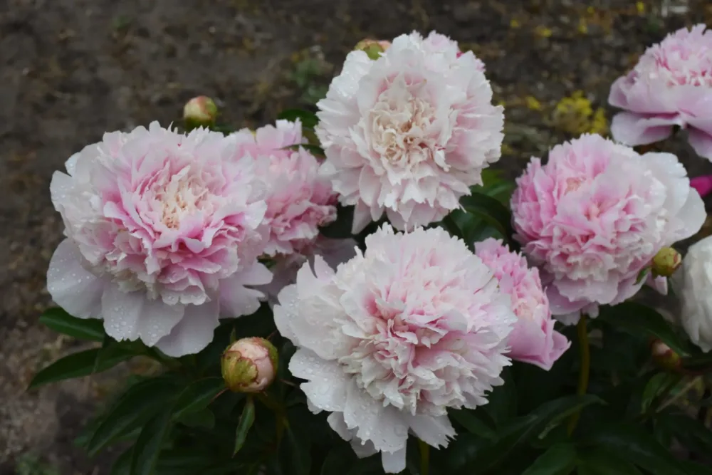 Eden's Perfume - Image 4