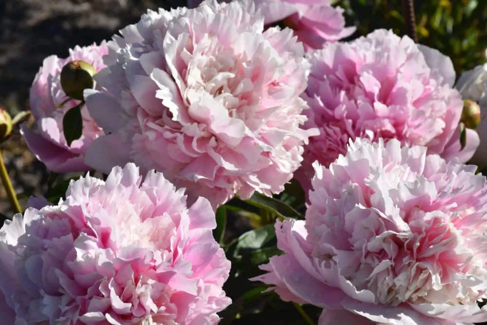 Eden's Perfume - Image 5