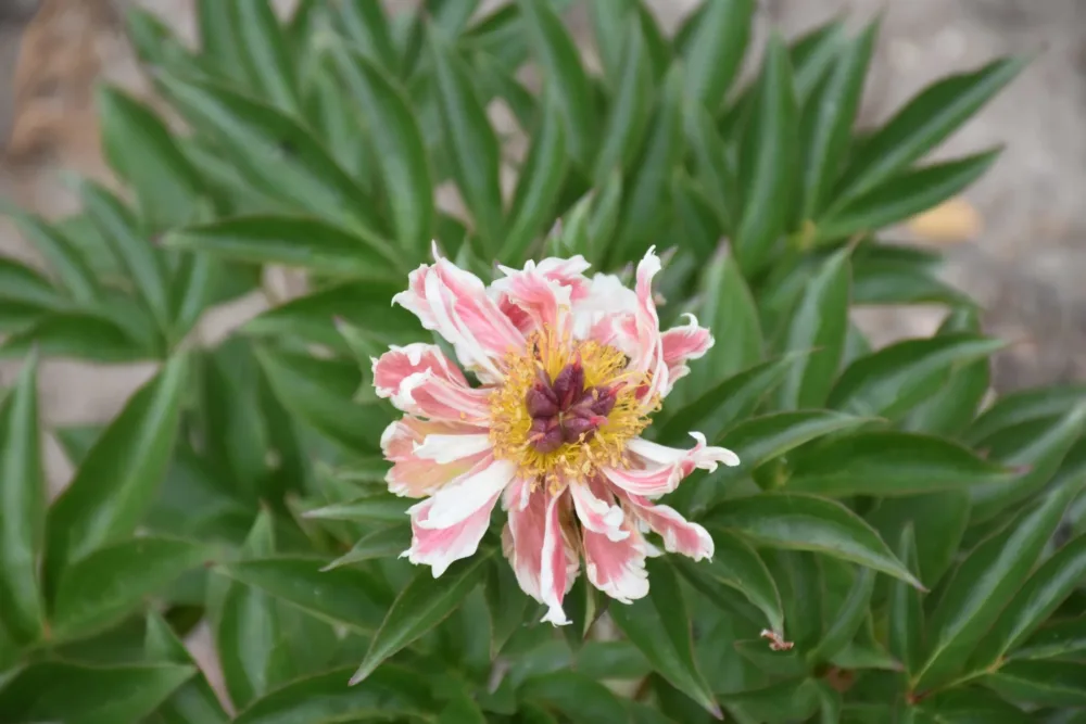 Green Lotus - Image 7