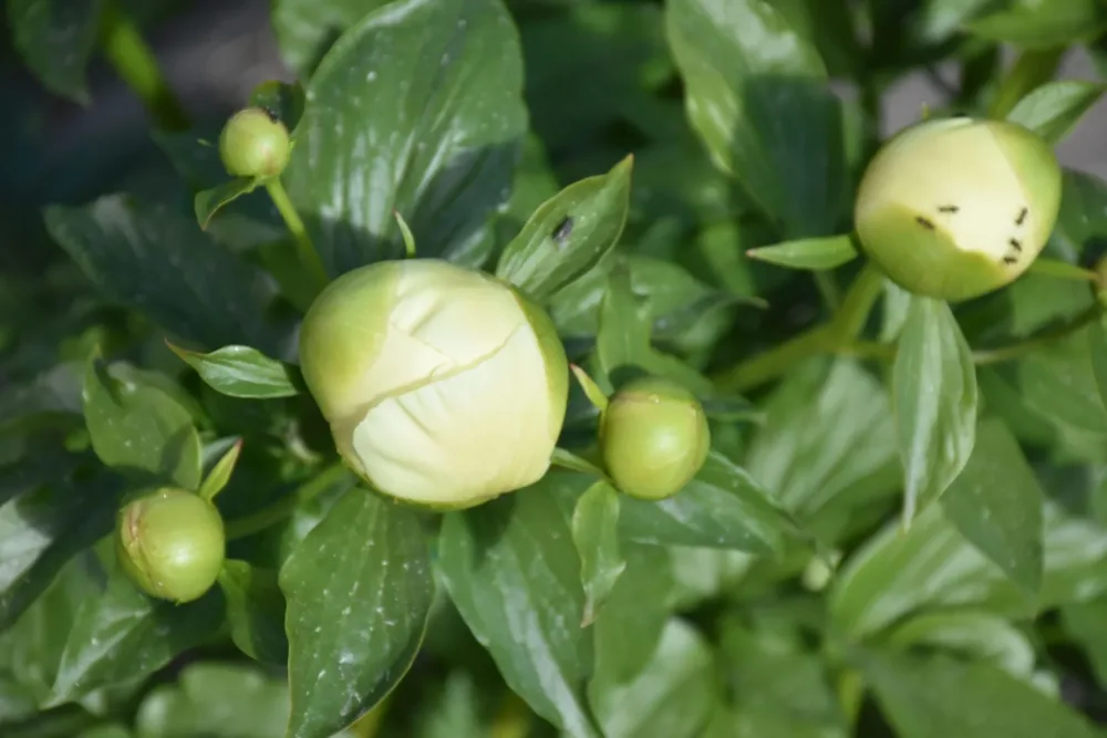 Lemon Chiffon - Image 8