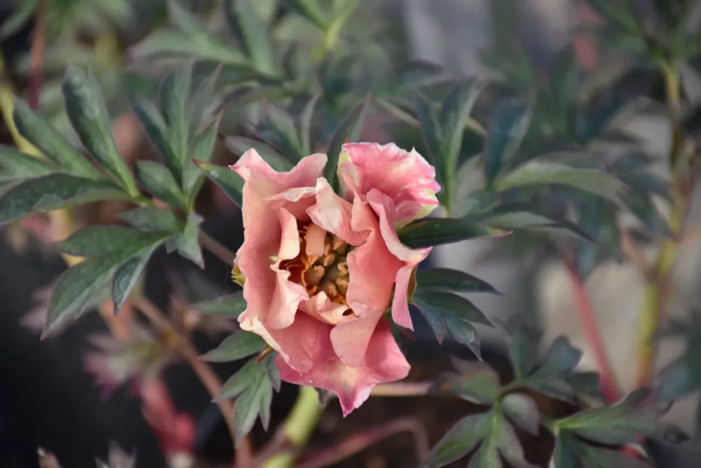 Old Rose Dandy - Image 2