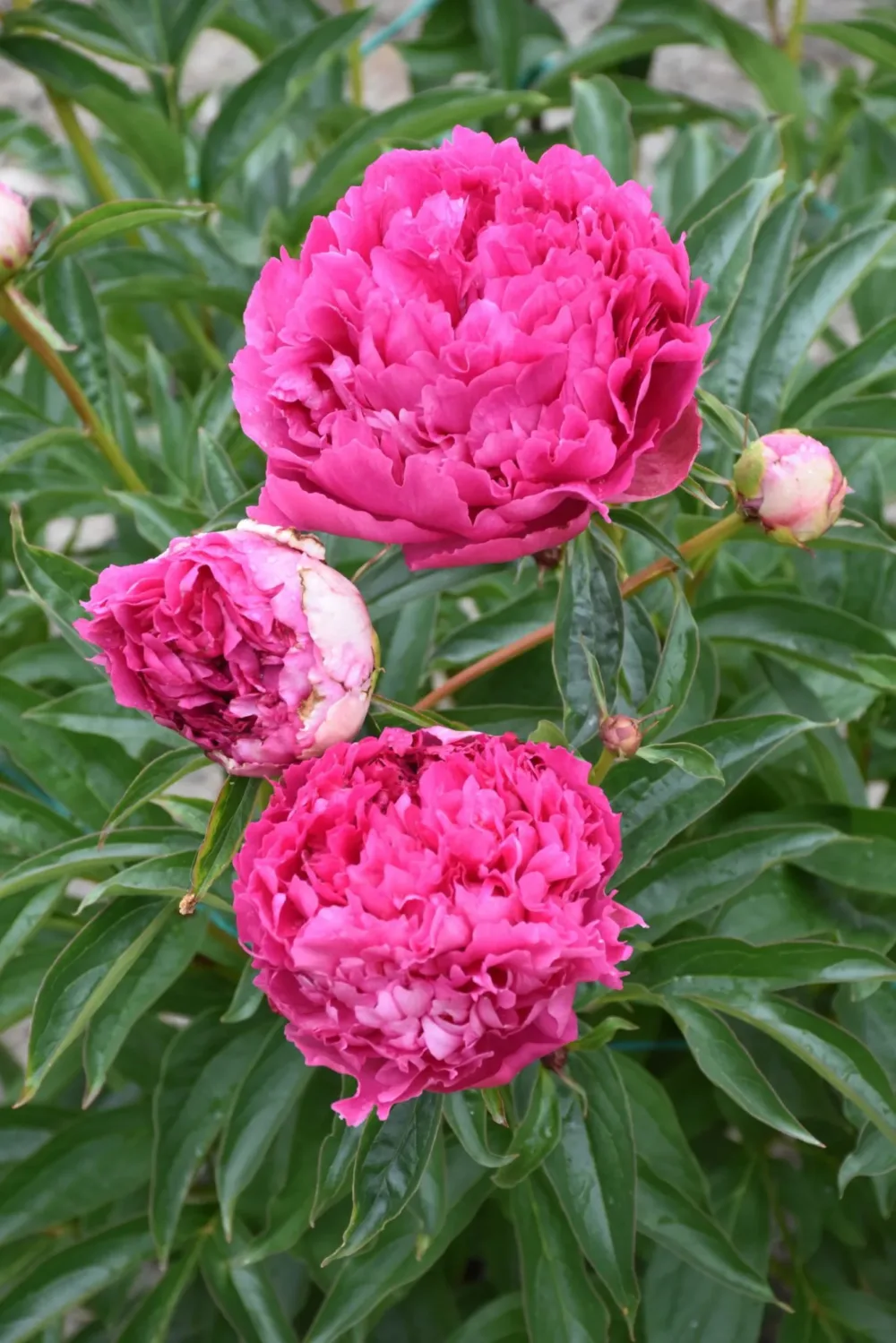 Pink Jazz - Image 6