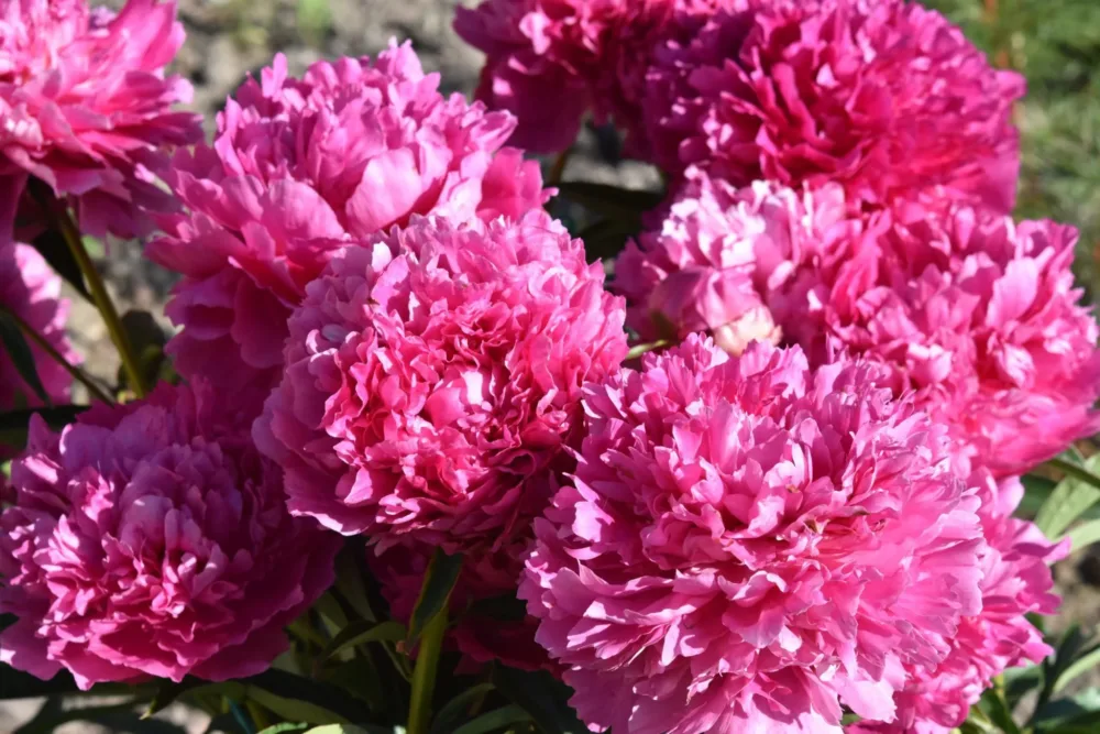 Pink Jazz - Image 5