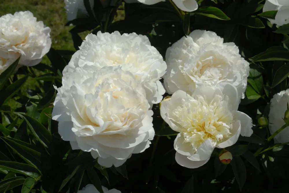 Mother's Choice - Image 2