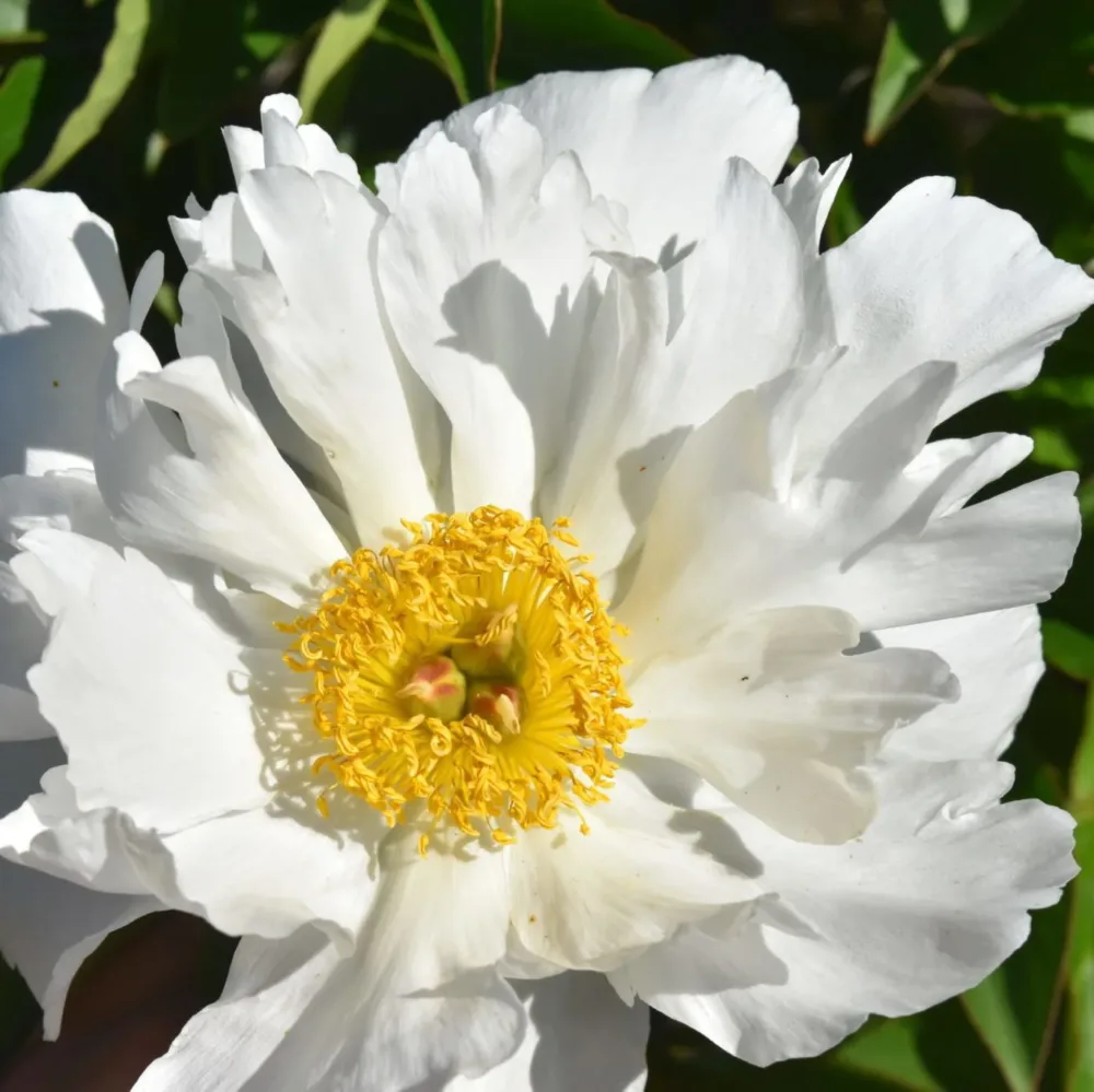 White Wings - Image 3