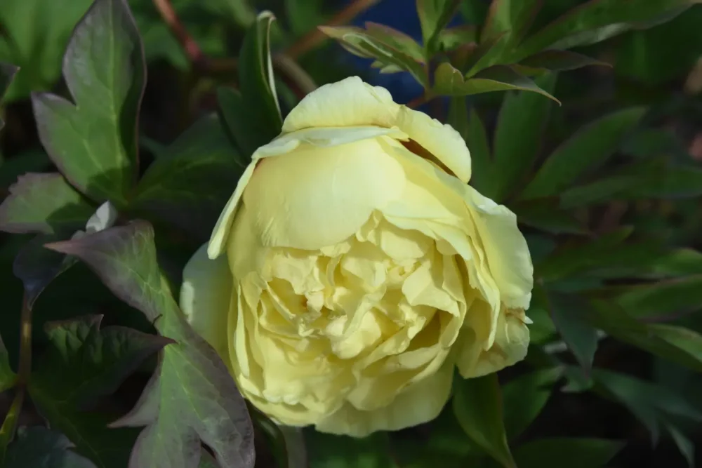 Yellow Crown - Image 2