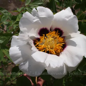 P. rockii seedling (white)