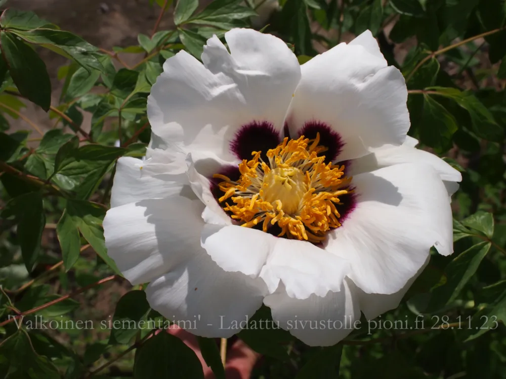 P. rockii seedling (white)