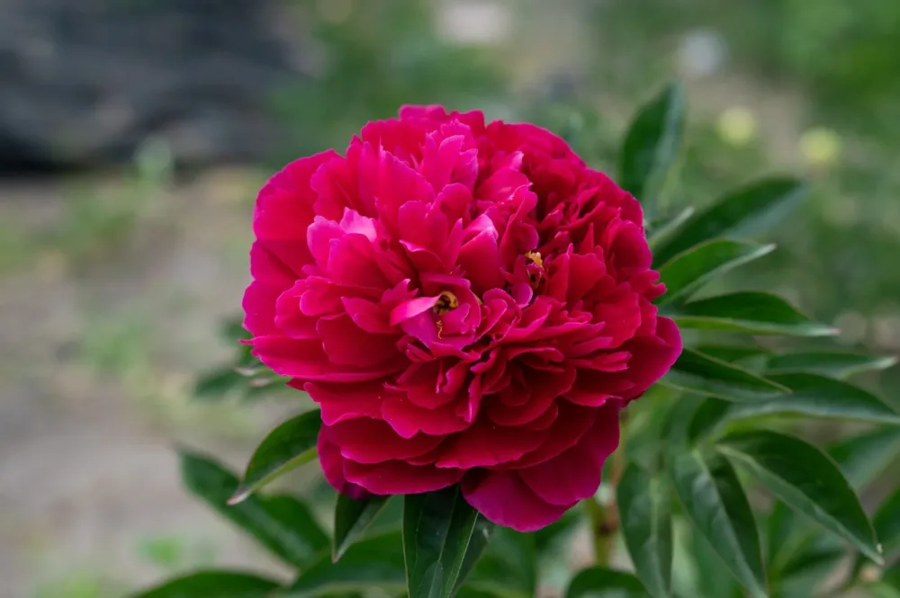 Adolphe Rousseau - Image 2