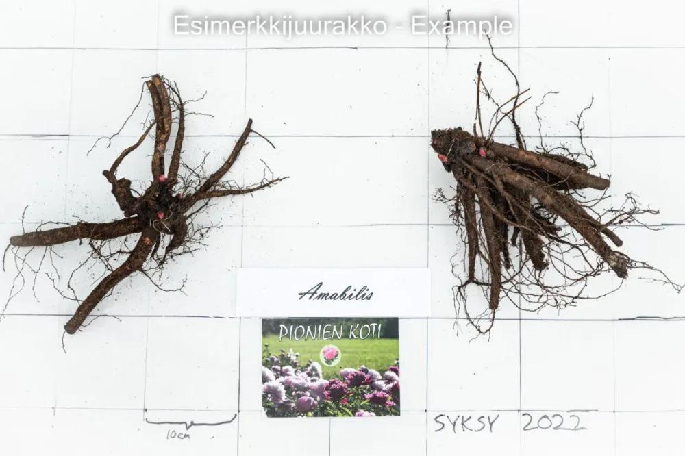 Amabilis - Image 2