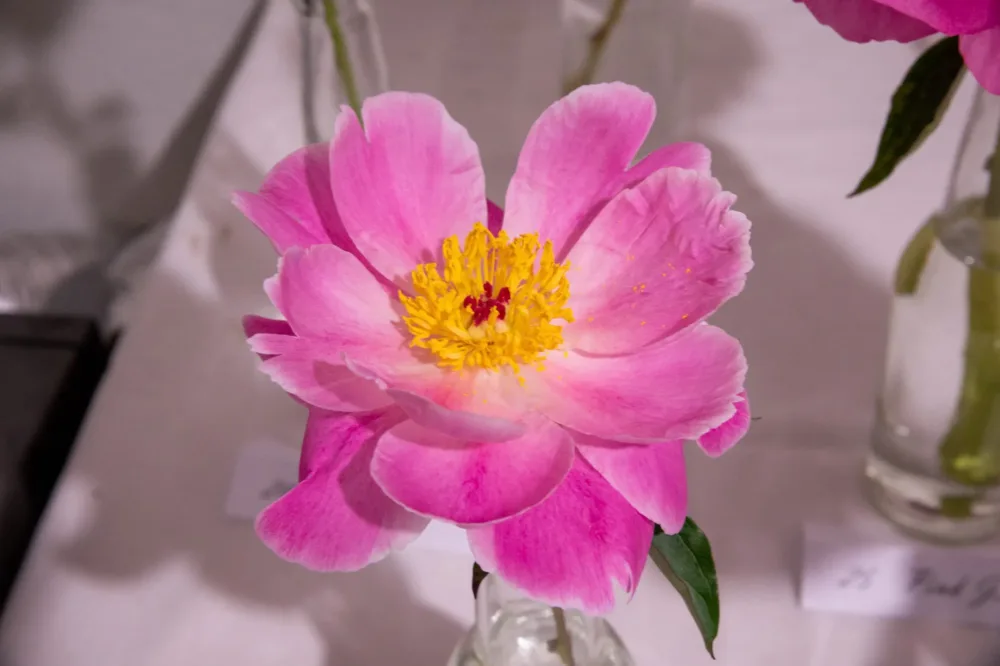 Auguste Dessert - Image 10