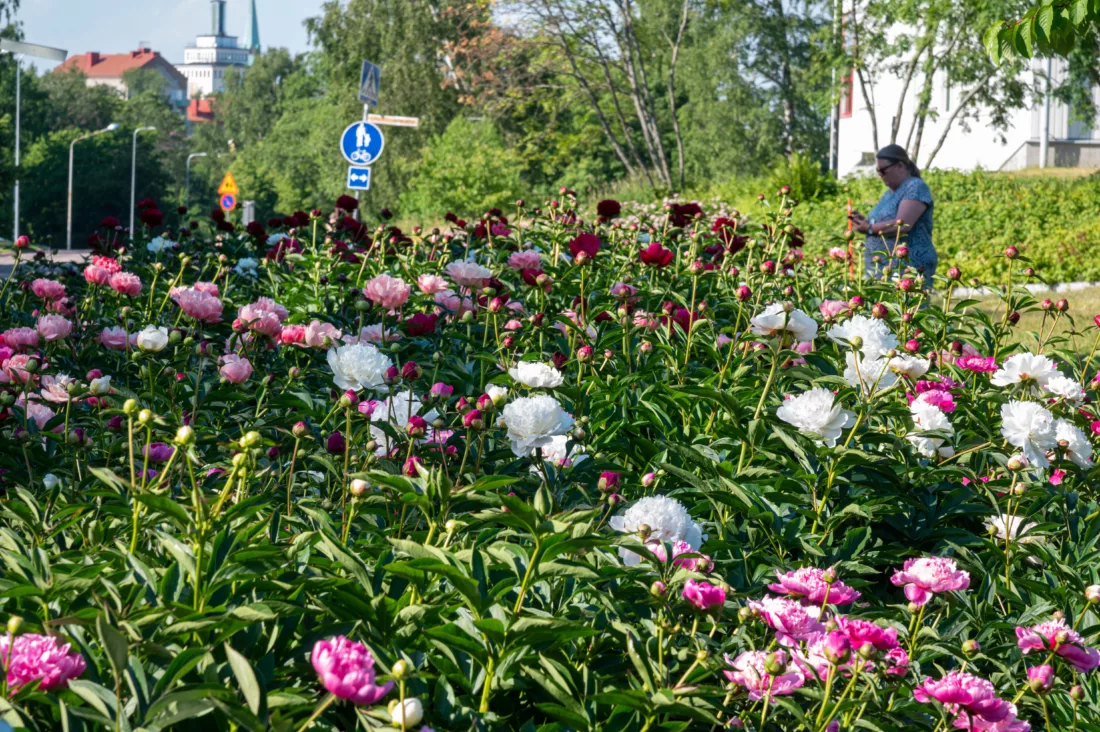 Pionipuisto Kotka