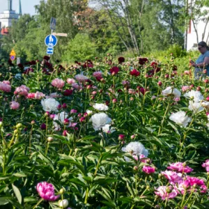 Pionipuisto Kotka