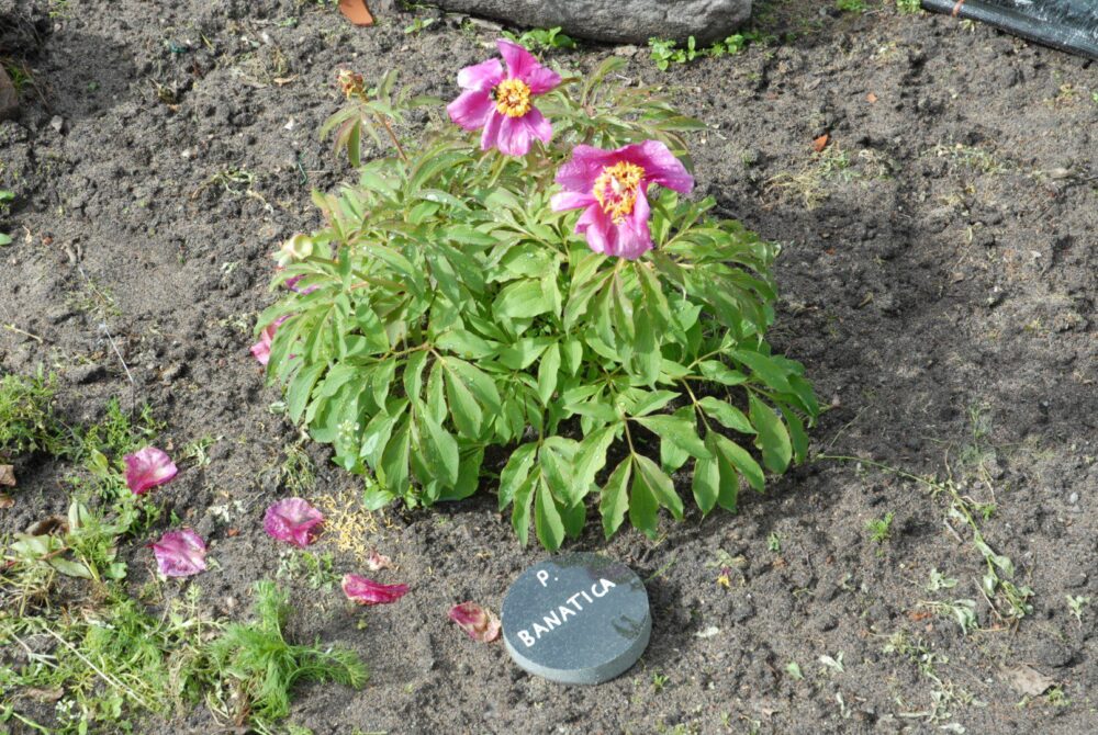 P. banatica - Image 3