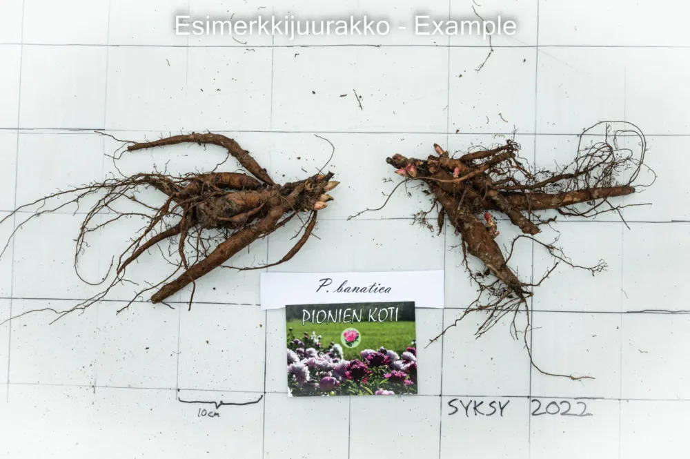 P. banatica - Image 4