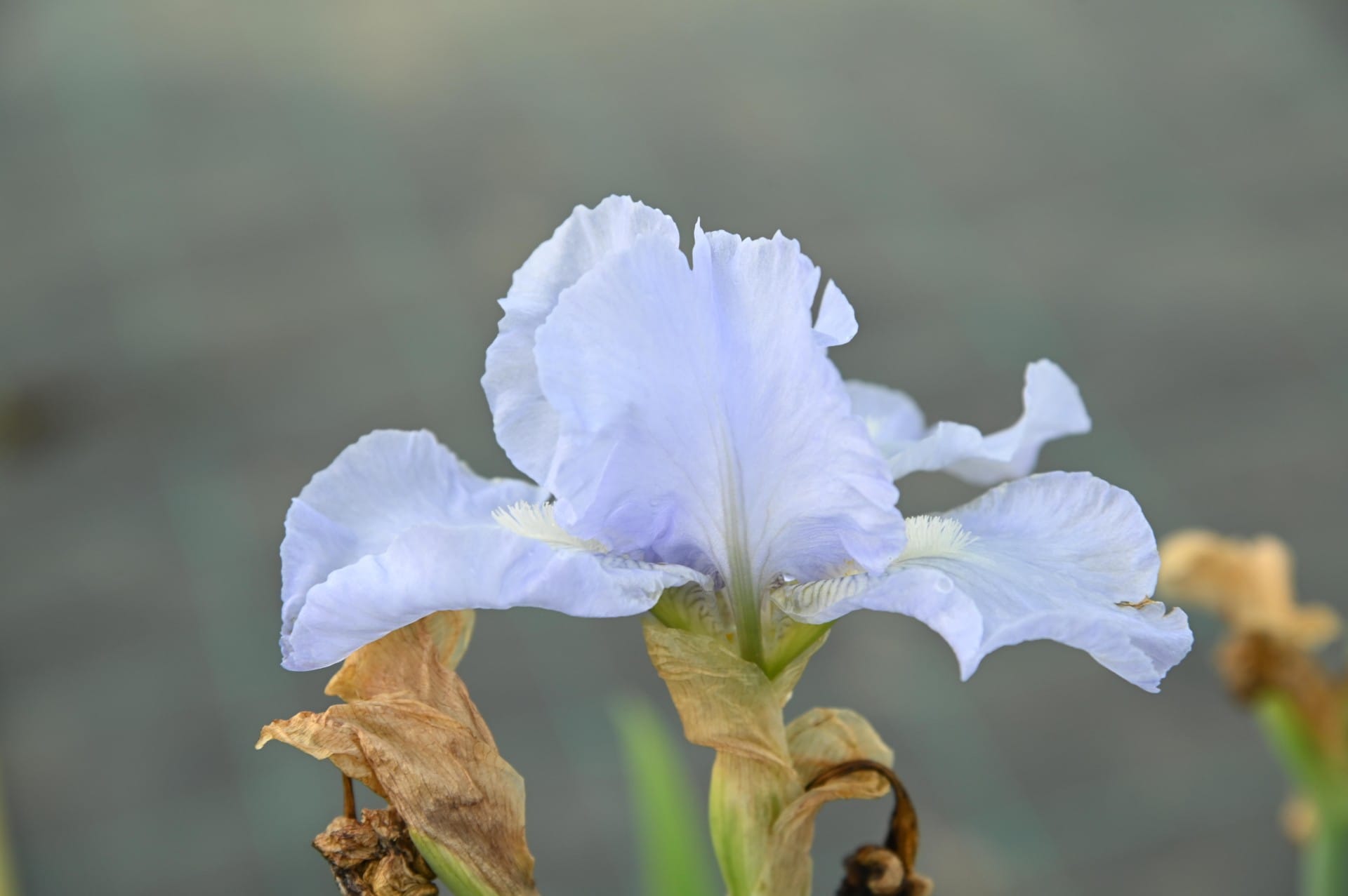Kurjenmiekka - Bel Azur - Image 4