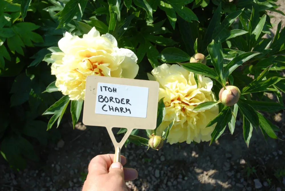 Border Charm - Image 2