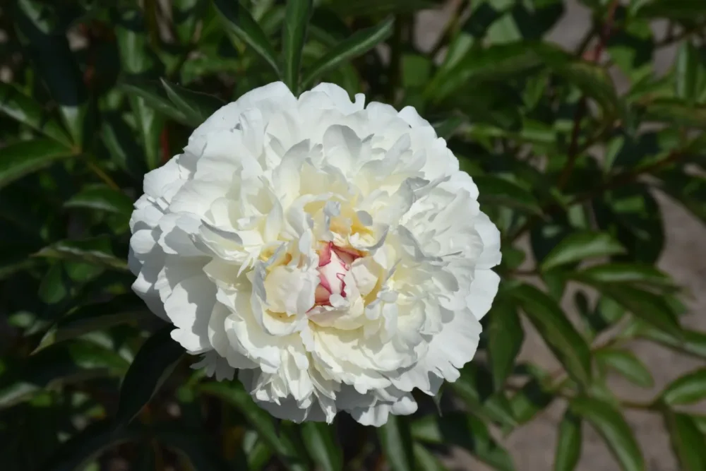 Boule de Neige - Image 3