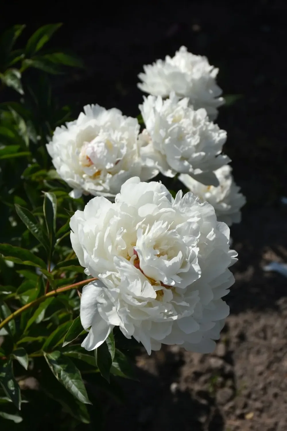 Boule de Neige - Image 6