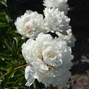 Boule de Neige