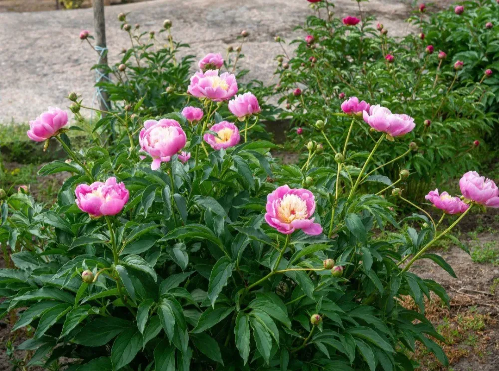 Bowl of Beauty - Image 7
