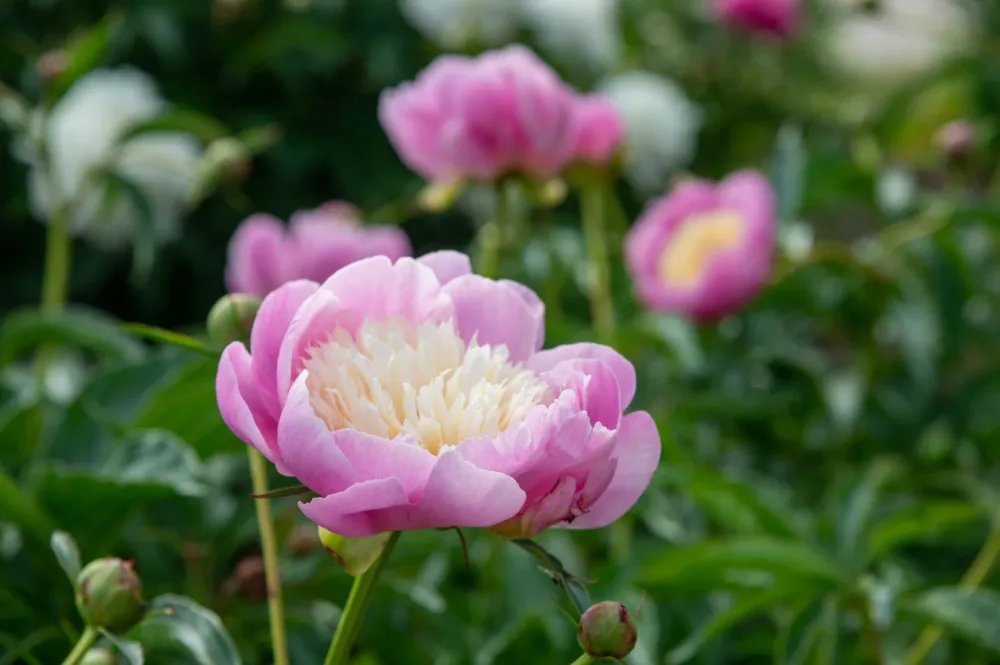 Bowl of Beauty - Image 4