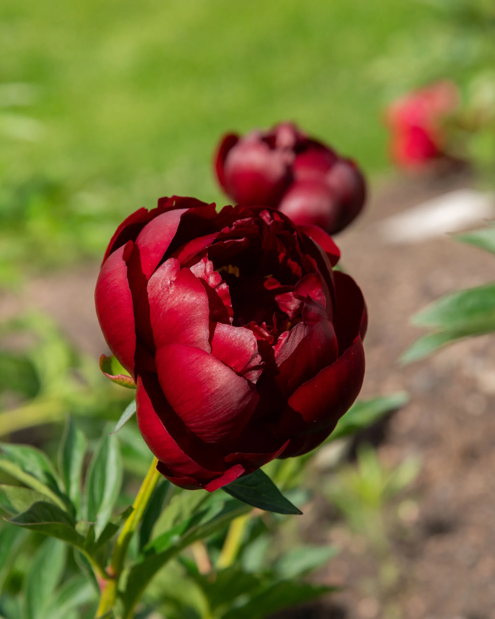 Buckeye Belle - Image 12