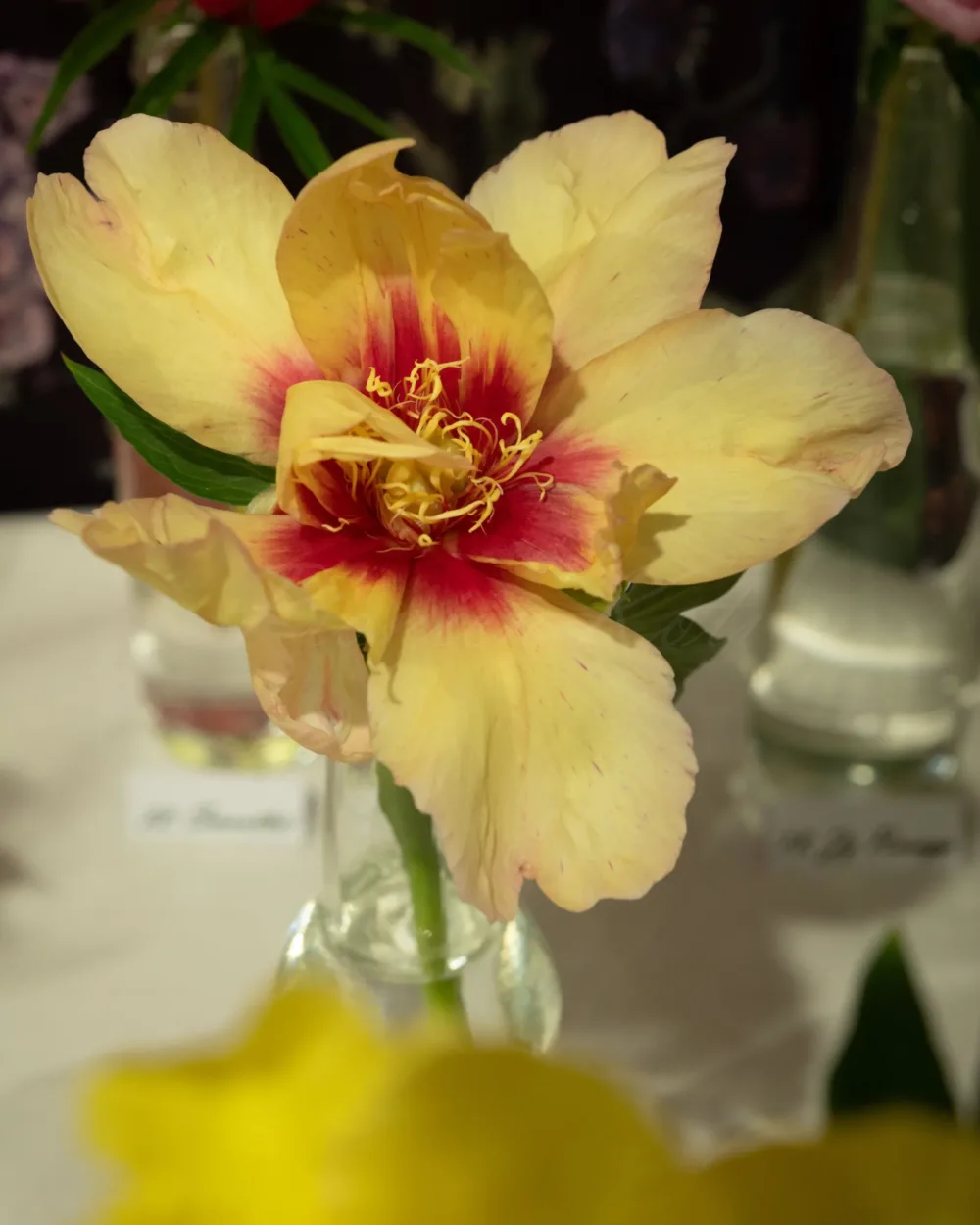 Callie's Memory - Image 6
