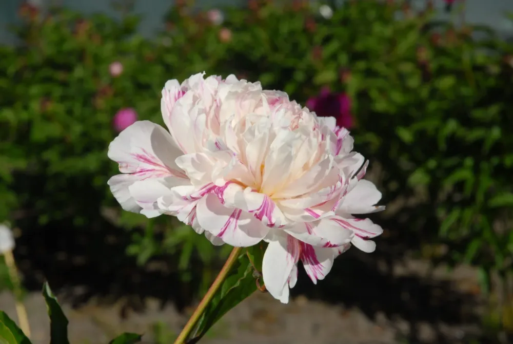 Candy Stripe - Image 12