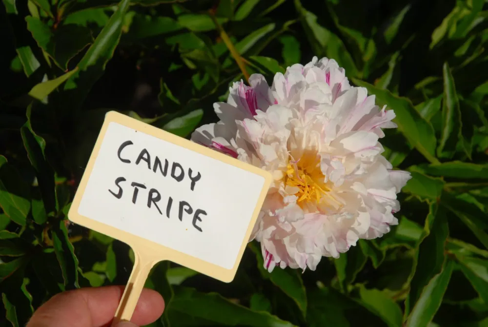 Candy Stripe - Image 10