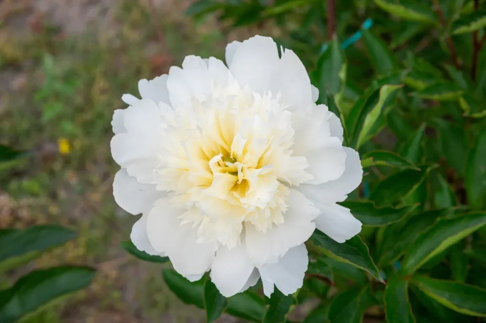 Charlie's White - Image 4