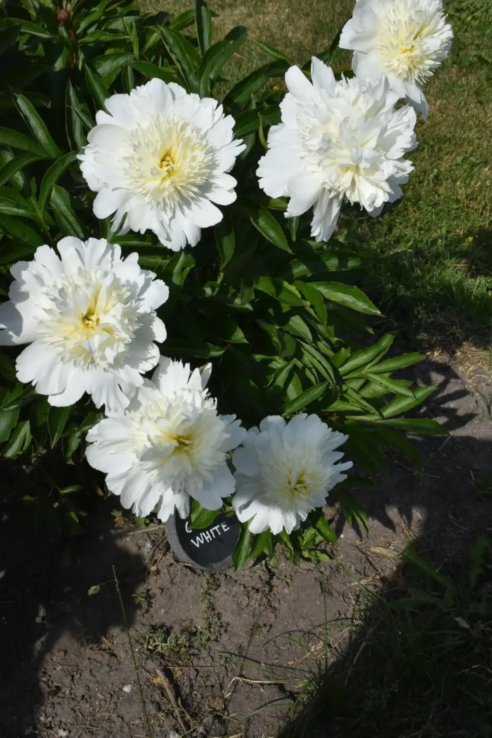 Charlie's White - Image 5