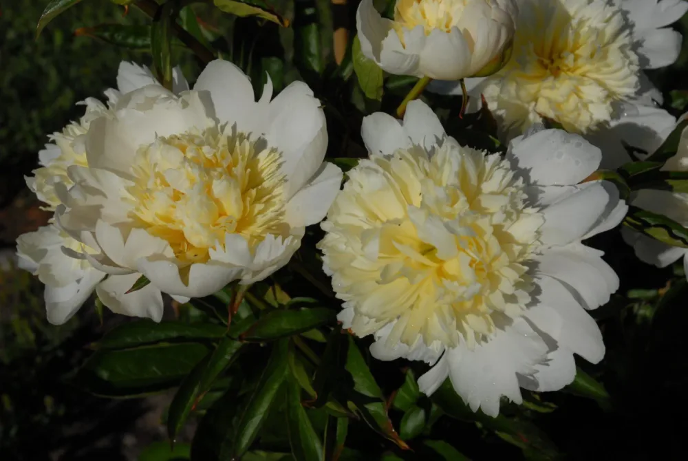 Charlie's White - Image 7