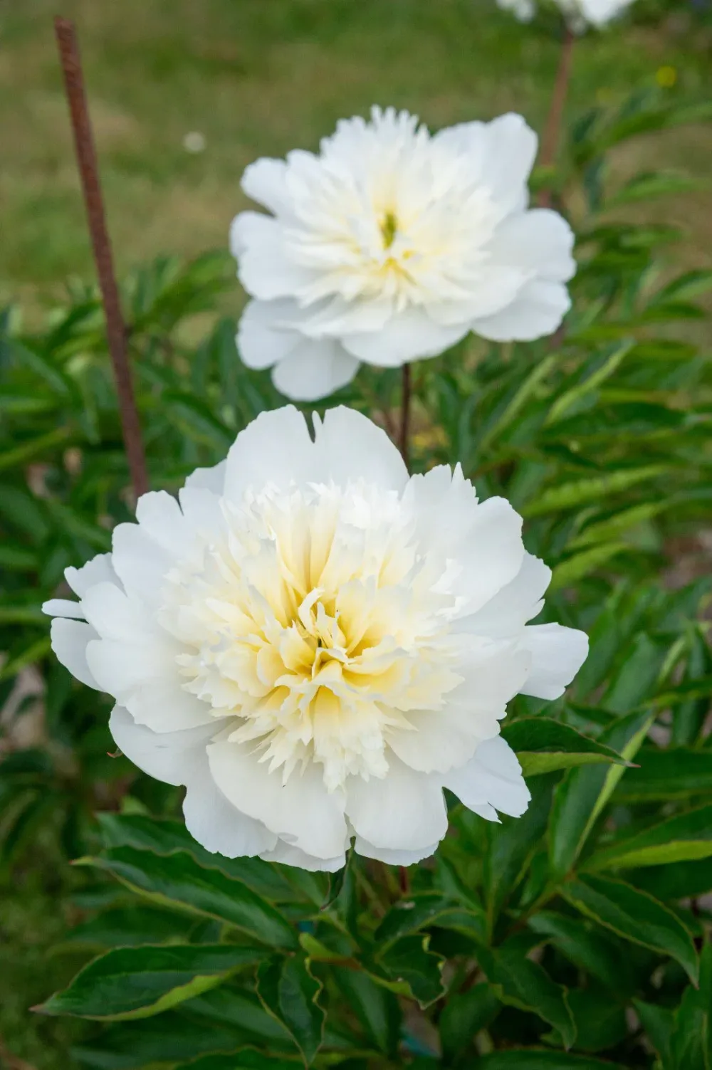 Charlie's White - Image 3