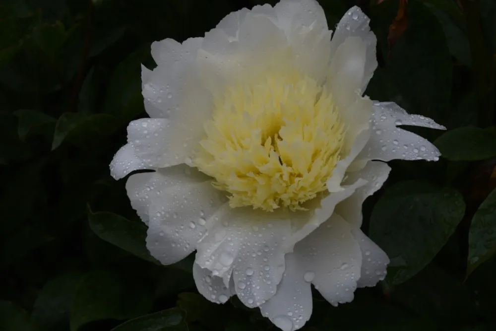 Charlie's White - Image 8