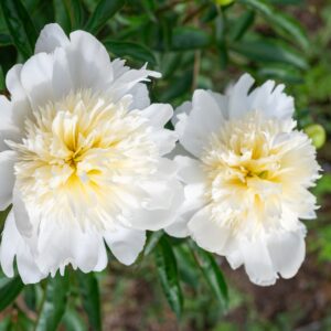 Charlie's White