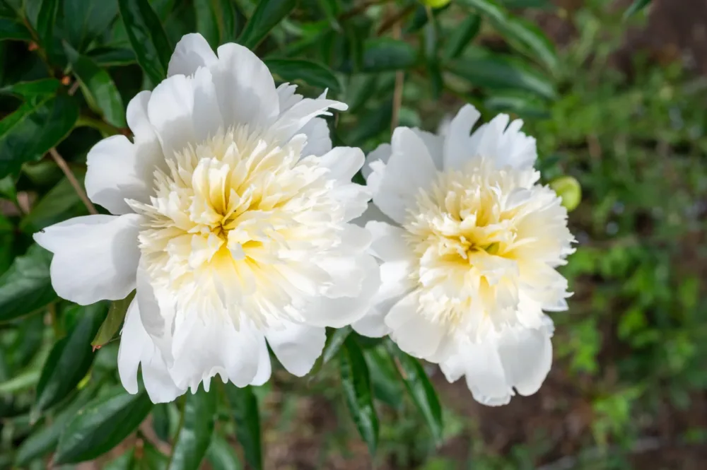 Charlie's White