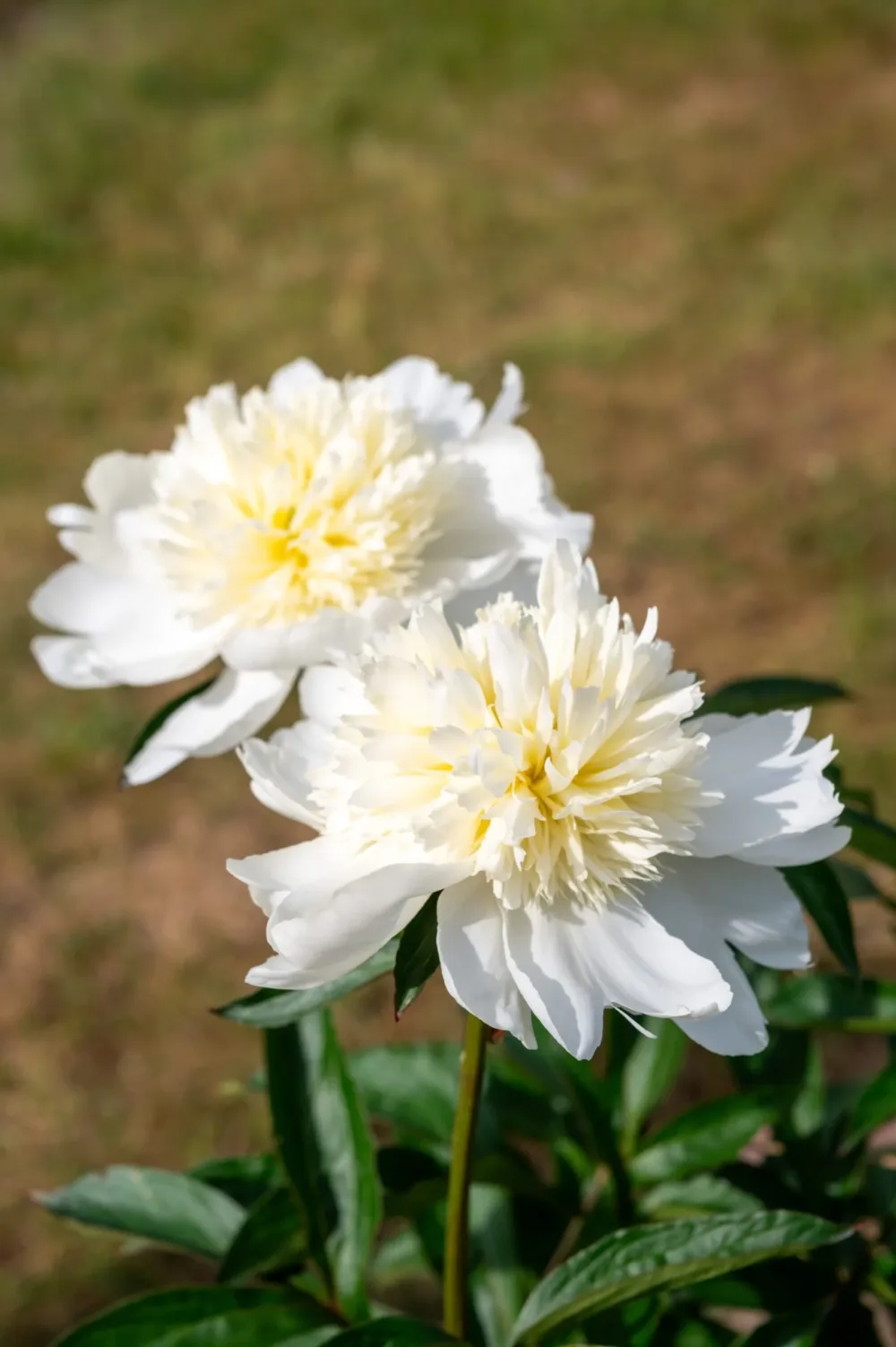 Charlie's White - Image 11