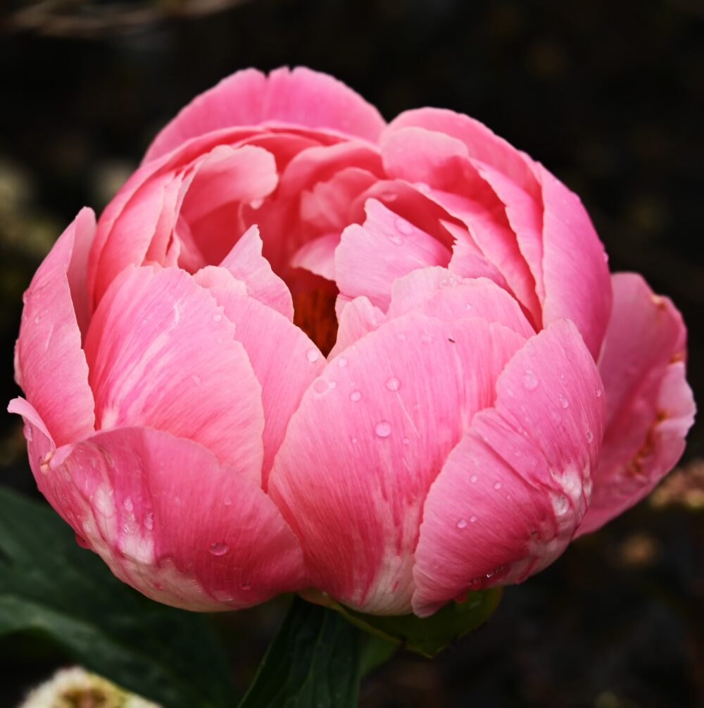 Coral Charm - Image 9